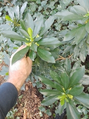 Daphne laureola