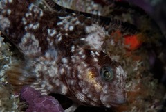 Scartella emarginata