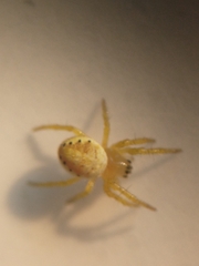 Araniella