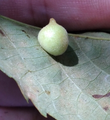 Caryomyia persicoides