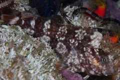 Scartella emarginata