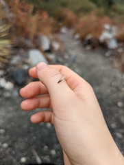 Reticulitermes hesperus