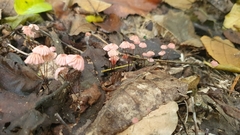Marasmius haematocephalus