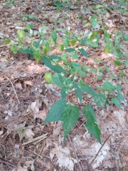 Eurybia divaricata
