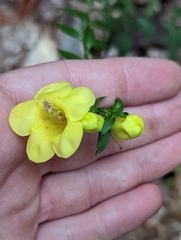 Aureolaria levigata