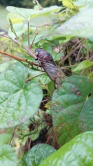 Megatibicen resonans