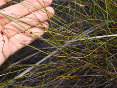 Sporadanthus interruptus