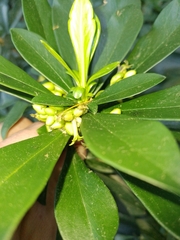 Daphne laureola