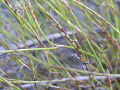 Sporadanthus interruptus