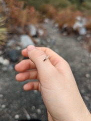 Reticulitermes hesperus