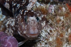 Scartella emarginata