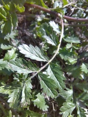 Potentilla supina