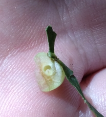 Caryomyia persicoides