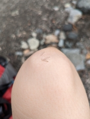 Reticulitermes hesperus