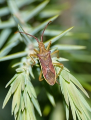 Gonocerus juniperi
