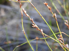 Sporadanthus interruptus