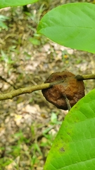 Phylloporia amplectens