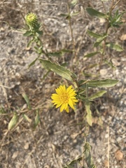 Grindelia camporum