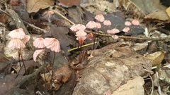 Marasmius haematocephalus