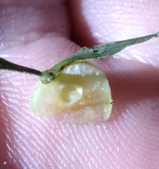 Caryomyia persicoides