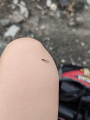 Reticulitermes hesperus