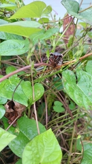 Megatibicen resonans