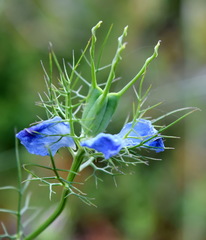 Nigella elata