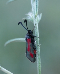 Zygaena sarpedon