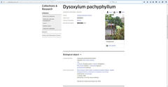 Dysoxylum pachyphyllum