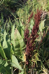 Rumex hydrolapathum