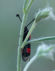 Zygaena sarpedon