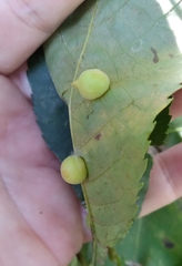 Caryomyia persicoides