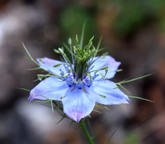 Nigella elata