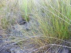 Sporadanthus interruptus