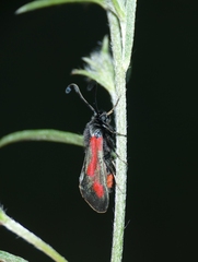 Zygaena sarpedon