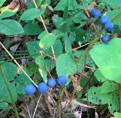 Caulophyllum thalictroides