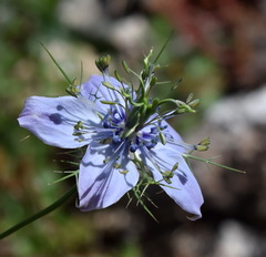 Nigella elata