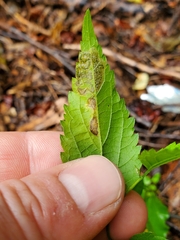 Agromyzidae