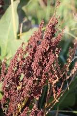 Rumex hydrolapathum