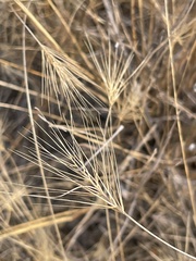 Elymus elymoides