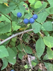 Caulophyllum thalictroides