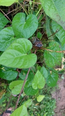 Megatibicen resonans