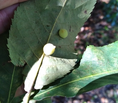 Caryomyia persicoides