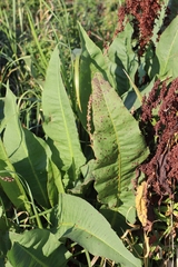 Rumex hydrolapathum