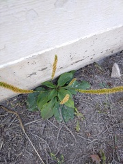 Plantago major
