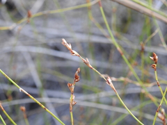 Sporadanthus interruptus