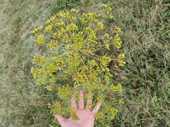 Foeniculum vulgare