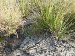 Sporadanthus interruptus