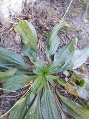 Plantago lanceolata