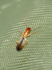 Paradromius linearis